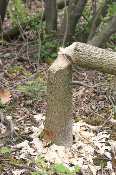 Gefällter Baum